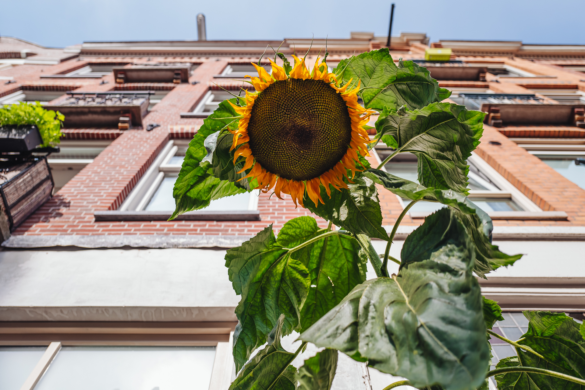 Sunflower in the street of Amsterdam