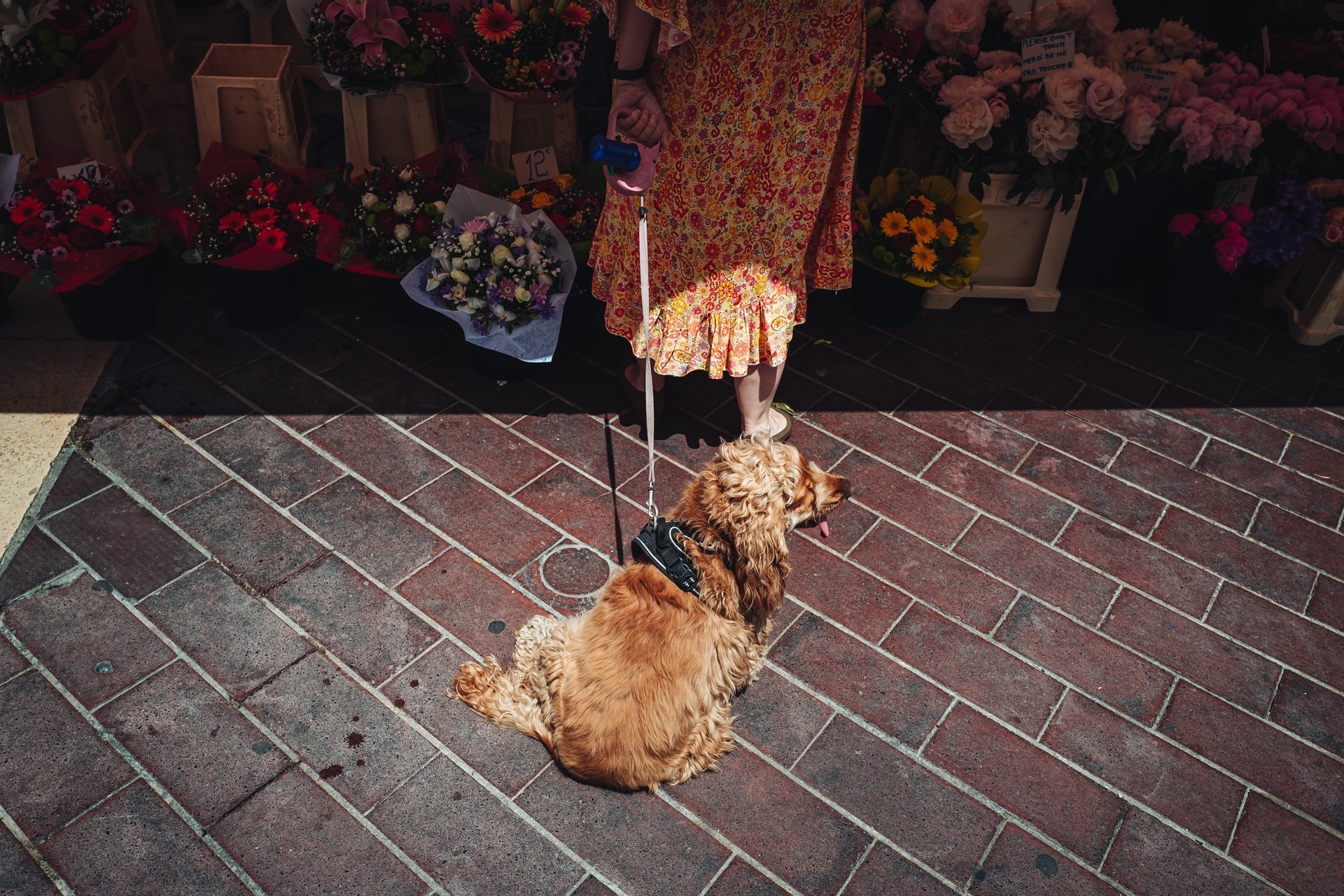 Nice, France-June 2022: dog at the famous flower market in the o