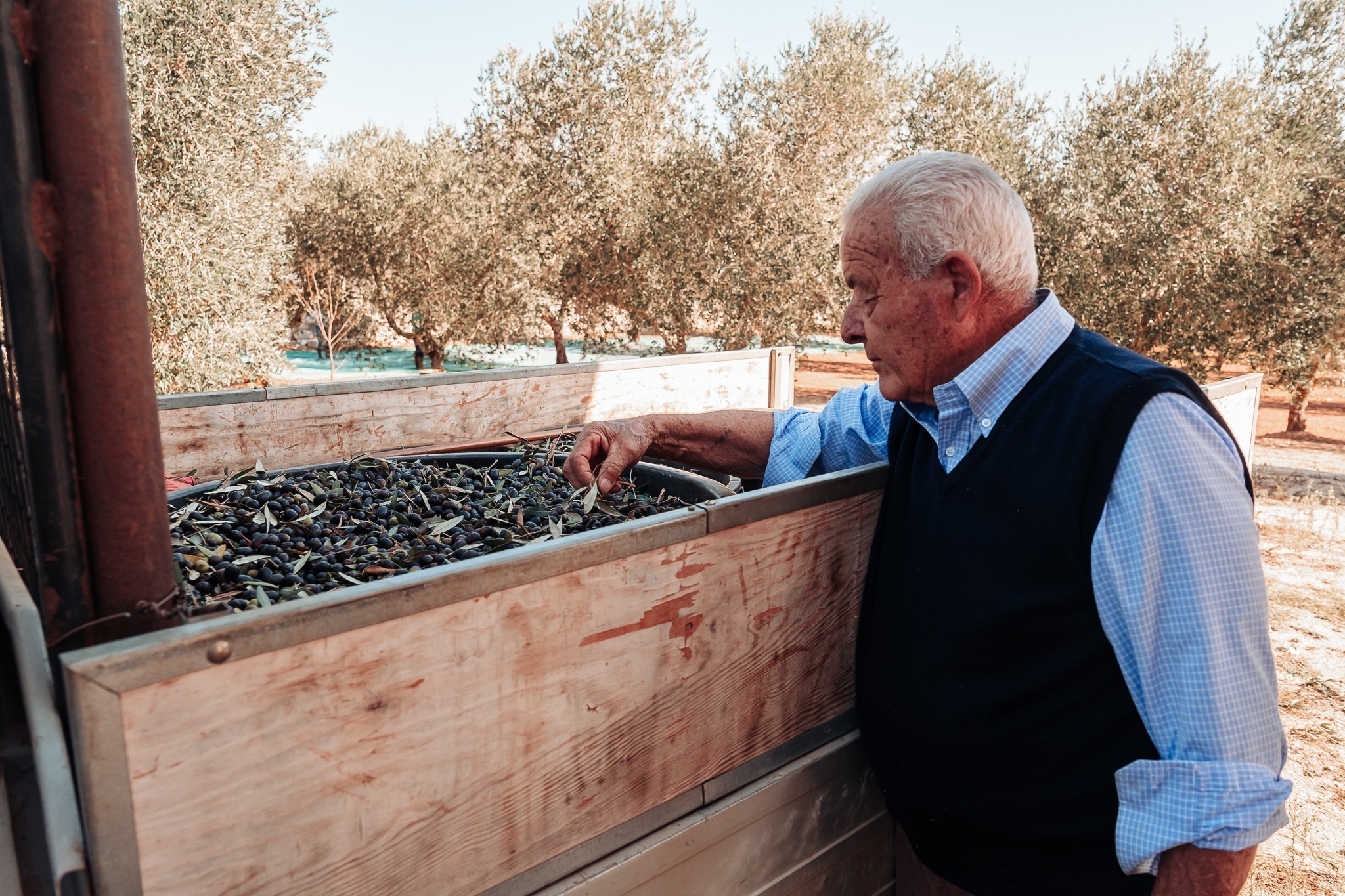 TORRE SANTA SUSANNA, ITALY / OCTOBER 2019: The harvesting of oli